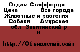 Отдам Стаффорда › Цена ­ 2 000 - Все города Животные и растения » Собаки   . Амурская обл.,Завитинский р-н